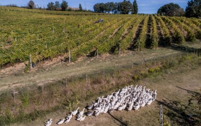 433DJI_0084-1100×564-2-400×250