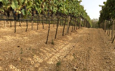 masseria-01-400×250